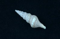 藏品(玉米捲管螺 )的圖片